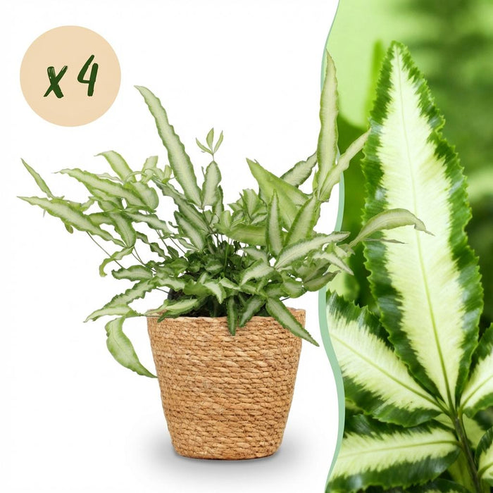 Pteris cretica Albolineata - Lintvaren - met Mand - ↕20cm - Ø12cm - 4x