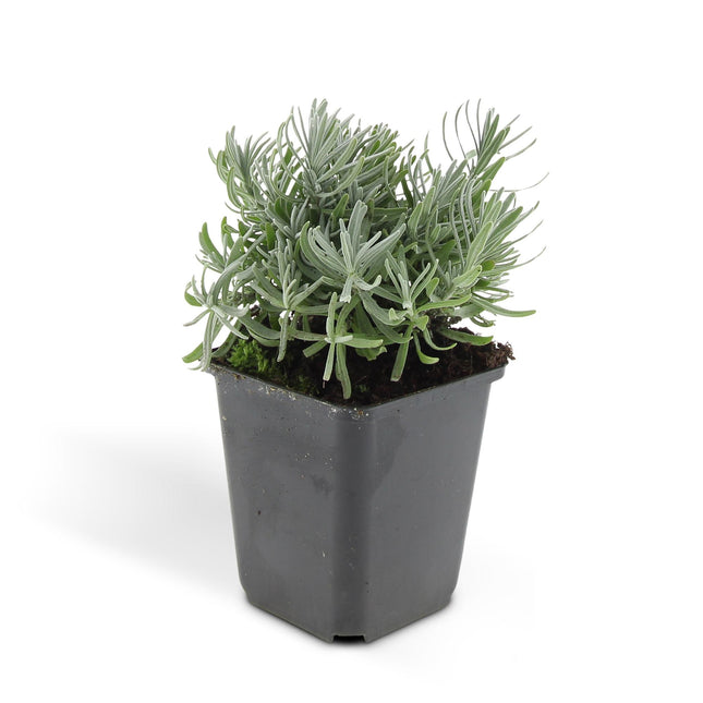 Lavandula 'Hidcote' - ↕10-25cm - Ø9cm - 48x