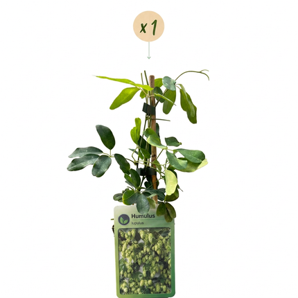 Humulus lup. Nordbrau - Noordbrouwhop - Groen - Klimplant - Ø9cm - ↕35cm