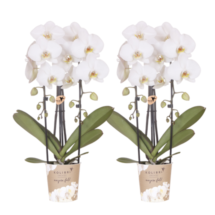 Kolibri Orchids | Combi Deal - 2 Witte Phalaenopsis Orchideeën Niagara Fall White - Ø12 cm