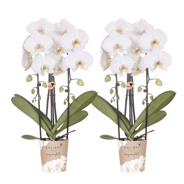 Kolibri Orchids | Combi Deal - 2 Witte Phalaenopsis Orchideeën Niagara Fall White - Ø12 cm