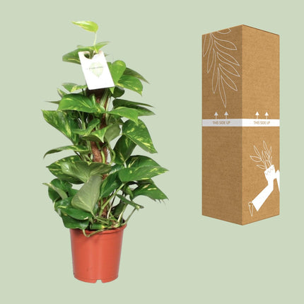 Epipremnum Aureum - ↕60cm - Ø15cm