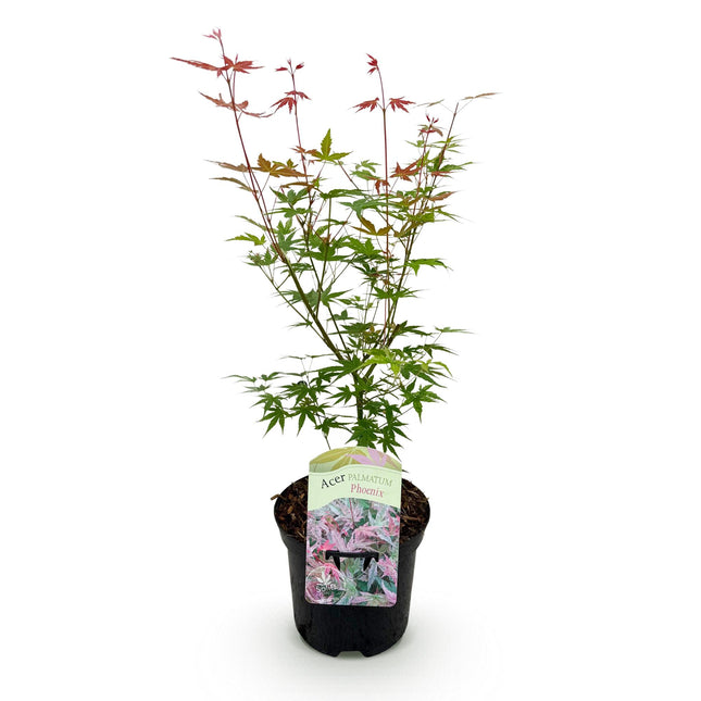 Japanese Maple - Acer palmatum Phoenix - Pink - ↕70cm - Ø19cm