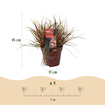 Uncinia rubra Everflame - Red - ↕50cm - Ø17cm