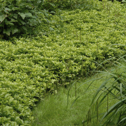 Pachysandra term. 'Green Carpet' - ↕10-25cm - Ø9cm - 24x