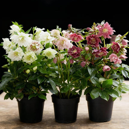 Rosa de primavera - Helleborus orientalis Doble Tricolor - Rosa - Rojo - Flor blanca - ↕35cm - Ø14cm -3x