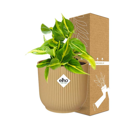 Philodendron Scandens 'Brasil' i elho Vibes Fold Ø14cm gul