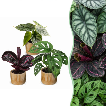 Baby Planten Jungle Mix - Diversen 3x - Tropisch - incl. Linnea Honey - Ø6cm - ↕10-15cm