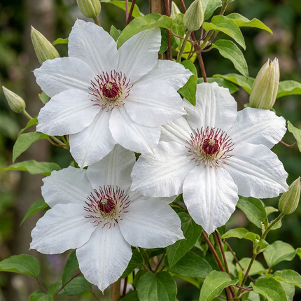Clematis Miss Bateman -  Bosrank 6x - Wit - Klimplant - Ø9cm - ↕35cm
