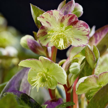 Lenteroos - Helleborus lividus Purple Marble - Paarse Bloem - ↕35cm - Ø14cm