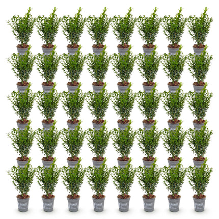Buxus sempervirens - Palmboompje - 40x Haagplanten - Groenblijvend - Groen - Pot 9cm - Hoogte 20-25cm