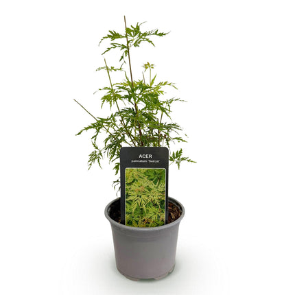 Japanese Maple - Acer Palmatum Seiryu - ↕35cm - Ø12cm