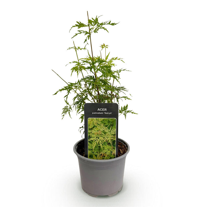 Japanse Esdoorn - Acer Palmatum Seiryu - ↕35cm - Ø12cm