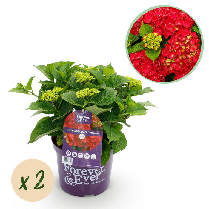 Terrasplant - Hortensia - Hydrangea Forever & Ever - Rood - 7-12 Bloemen - 2 Planten - Pot 23cm Hoogte 55cm