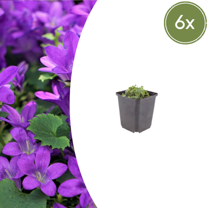 Campanula portenschlagiana - Dalmatian bellflower - ↕10-25cm - Ø9cm - 6x
