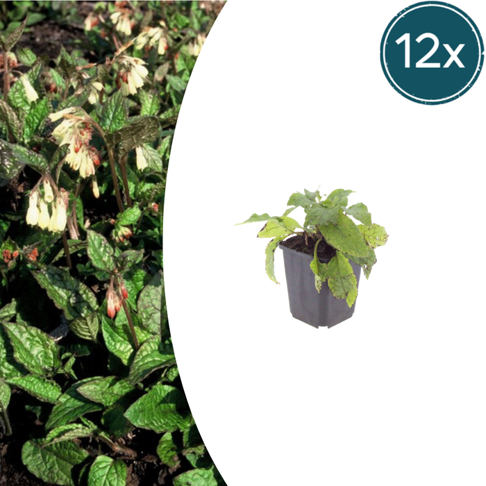 Symphytum grandiflorum - Smeerwortel - ↕10-25cm - Ø9cm - 12x