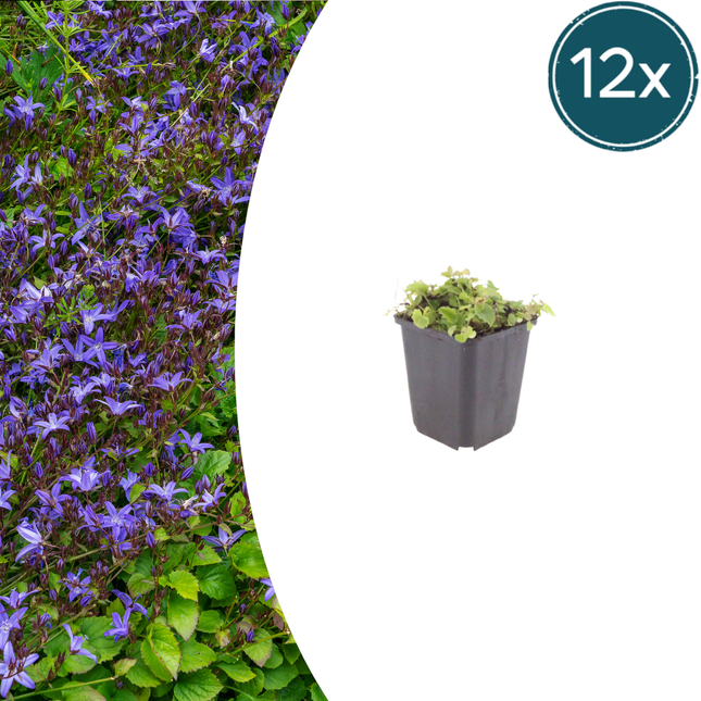 Campanula poscharskyana - Kruipend klokje - ↕10-25cm - Ø9cm - 12x