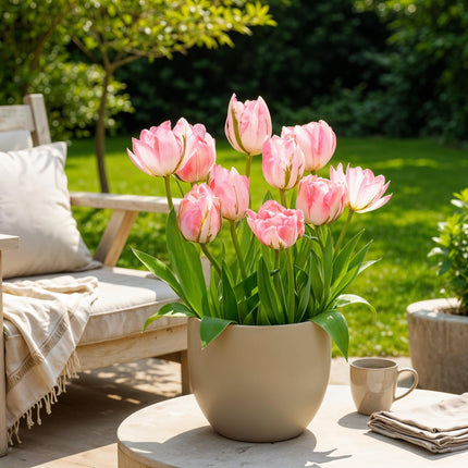 Bloembollen - Tulp Double Pink - Kleur Roze - 12 stuks - Bolmaat 11/12 - XXL Pack