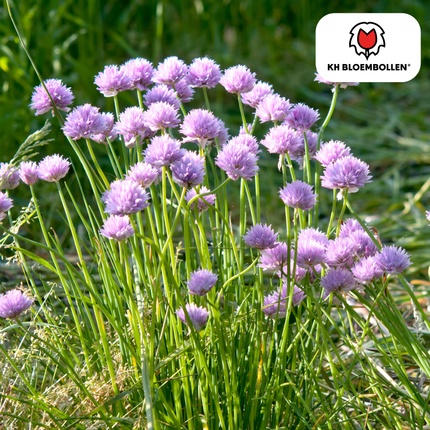 Allium Carolinianum - Bulbos de flor - 15x