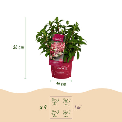 Hydrangea panniculata Groundbreaker Ruby - Pluimhortensia - Rood - ↕20-25cm - Ø14cm