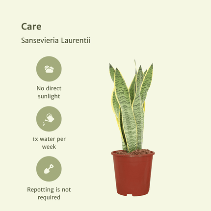 Sansevieria Laurentii - Vrouwentong - ↕40cm - Ø14cm - 2x