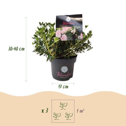Dwerg Rhododendron - Rhododendron Bloombux Light Pink - Bloeiende Buxus - Licht Roze Bloem - ↕30-40cm - Ø17cm