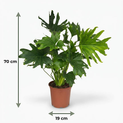 Philodendron Lickety split - ↕70cm - Ø19cm