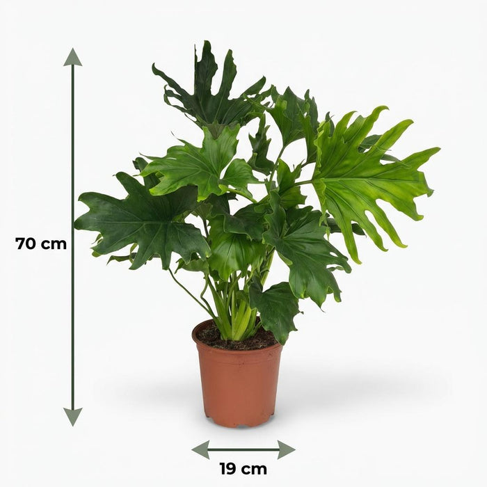 Philodendron Lickety split - ↕70cm - Ø19cm