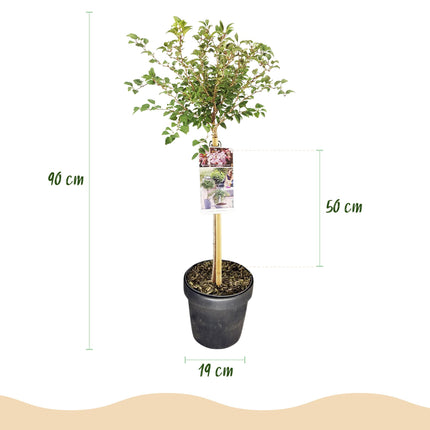 Prunus incisa Koujou-no-mai - Plante de patio - Caduc - Rustique - Fleurs blanches - Pot de 19 cm - Hauteur : 90 cm