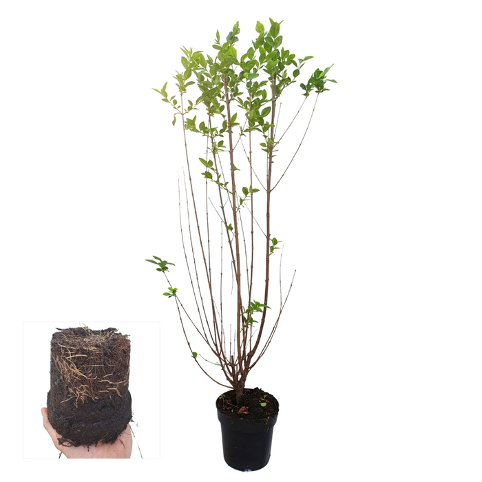 Ligustrum Ovalifolium - Ligusterhaag - Palletdeal - ↕60-80cm - Ø19cm - 50x