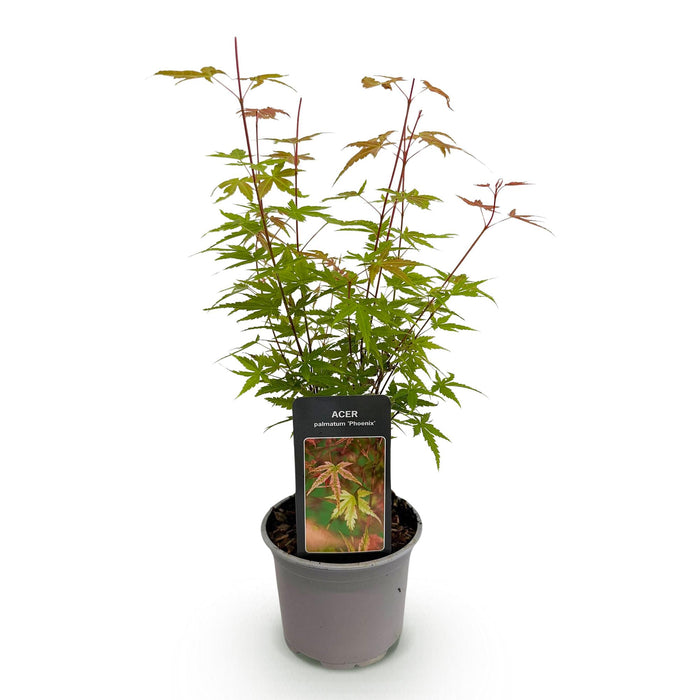 Japanse Esdoorn - Acer Palmatum Phoenix - Roze - ↕35cm - Ø12cm