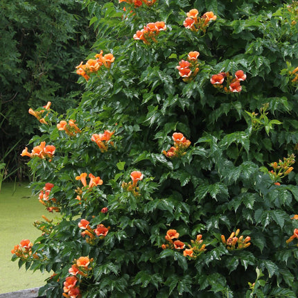 Campsis Indian Summer - Trompetbloem Oranje - ↕65cm - Ø15cm