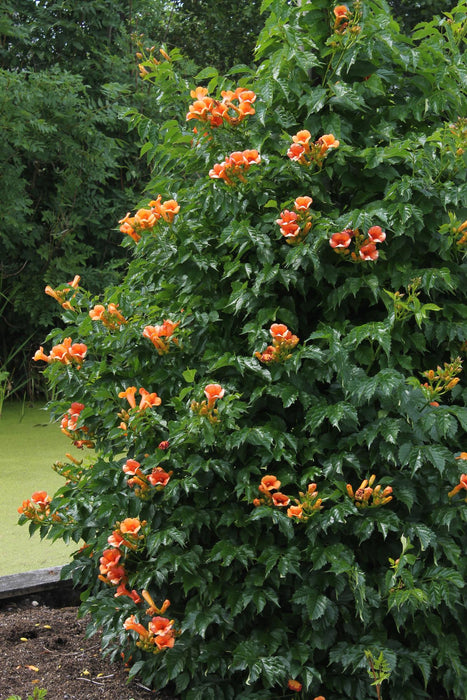 Campsis Indian Summer - Trompetbloem Oranje - ↕65cm - Ø15cm