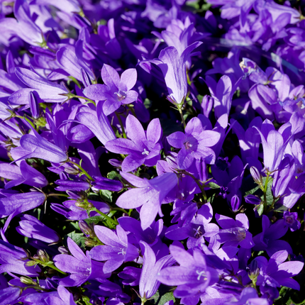 Campanula persicifolia 'Coerulea' - Bellissima campanula - ↕10-25cm - Ø9cm - 6x