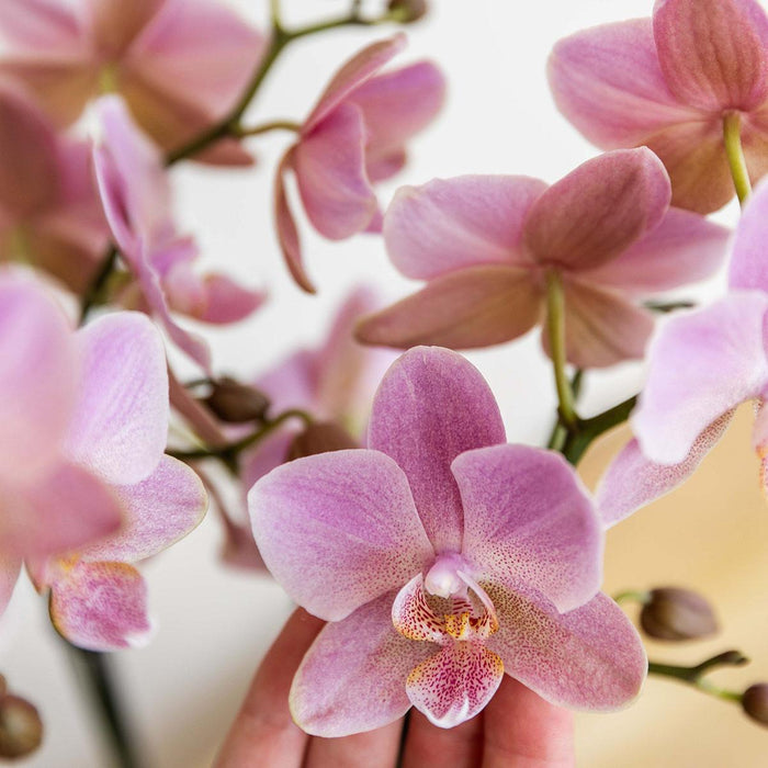 Oudroze Phalaenopsis orchidee - Jewel Treviso - potmaat Ø9cm | bloeiende kamerplant