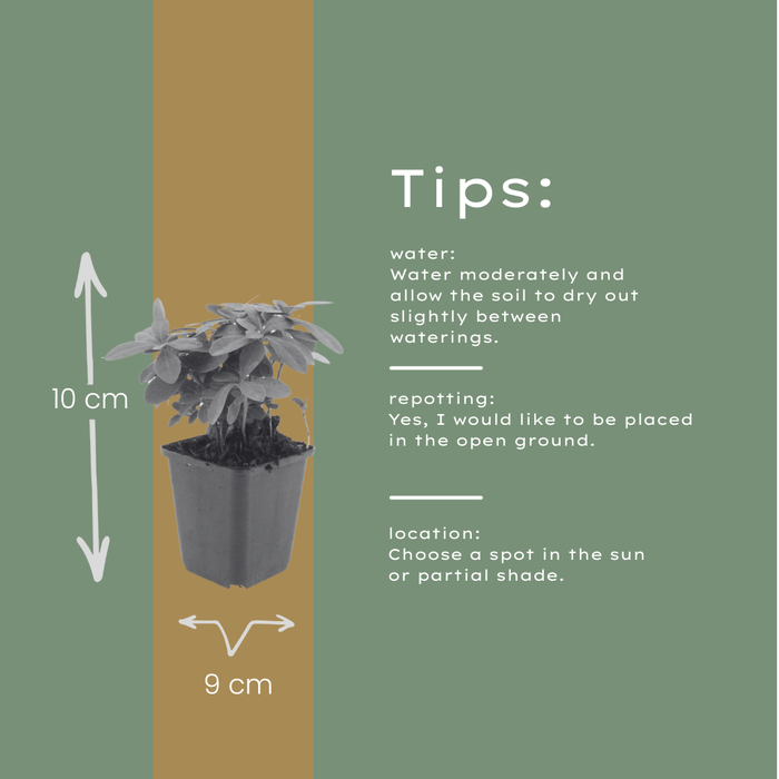 12x Euphorbia amygdal. robbiae - ↕10-25cm - Ø9cm
