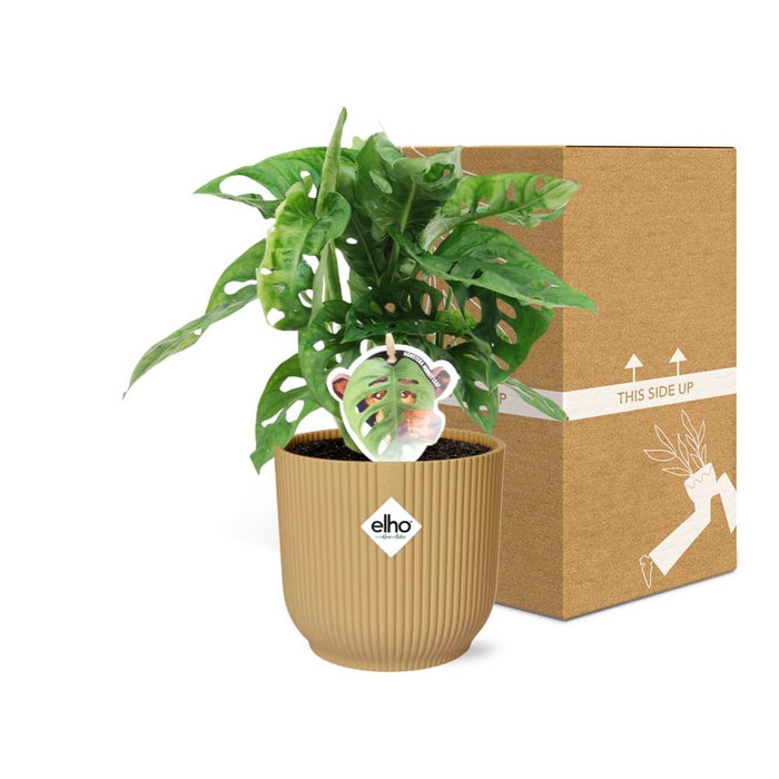 Monstera ‘Monkey Leaf’ in elho Vibes Fold Ø14cm geel
