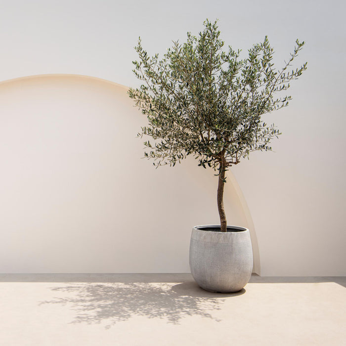 Tuinplant - Olea Europaea - Plant op stam - Terras Plant - Bladhoudend - Weinig Onderhoud - Pot 19cm Hoogte 90cm