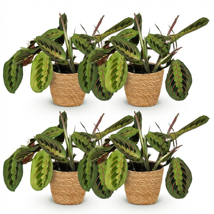 Maranta Fascinator Tricolour - Gebedsplant - met Mand - ↕25cm - Ø12cm - 4x