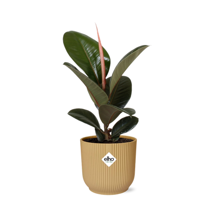 Ficus Elastica ‘Robusta’ in gele elho Vibes Fold - Ø14cm