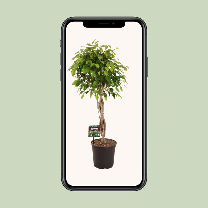 Ficus Benjamina Exotica - ↕120cm - Ø27cm