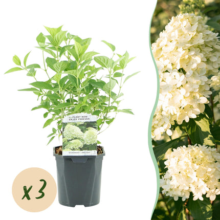 Panicle Hydrangea - Hydrangea panniculata Limelight - Cream White Flower - 3 Plants - 1 m² - Deciduous - Large Flowers - 17cm Pot Height 50cm