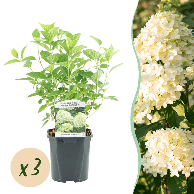 Federhortensie (Hydrangea panniculata 'Limelight') – Cremeweiße Blüten – 3 Pflanzen – 1 m² – Laubabwerfend – Große Blüten – Topf: 17 cm, Höhe: 50 cm