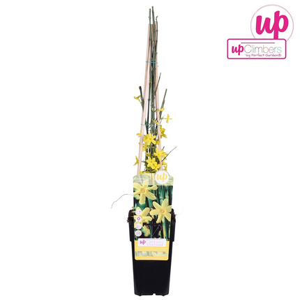 Jasminum nudiflorum - Gelsomino invernale - ↕65cm - Ø15cm