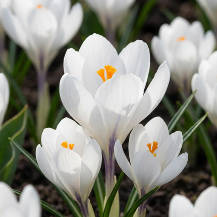 120x Crocus White - Bloembollen - Witte krokus - Diversen - Verwilderingsbol - Bolmaat 7/8