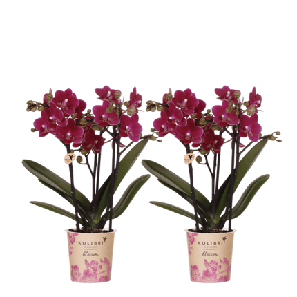 Kolibri Orchids | Combi Deal - 2 Paarse Phalaenopsis Orchideeën Blossom Chamonix - Ø9 cm