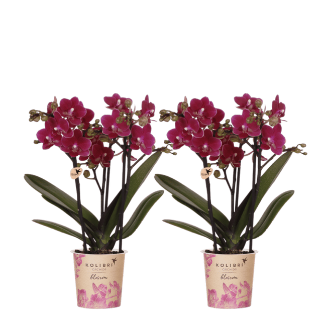 Kolibri Orchids | Combi Deal - 2 Paarse Phalaenopsis Orchideeën Blossom Chamonix - Ø9 cm