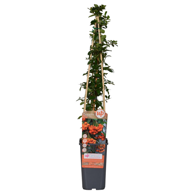 Pyracantha 'Orange Glow' - Vuurdoorn - ↕65cm - Ø15cm