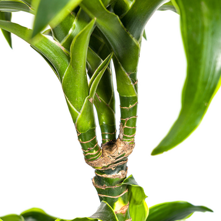 Dracaena Deremensis Dorado with basket - ↕120-140cm - Ø24cm