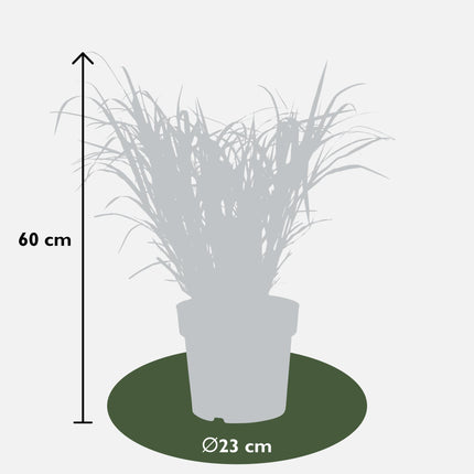 Miscanthus sinensis Strictus - Prachtriet - ↕60cm - Ø23cm